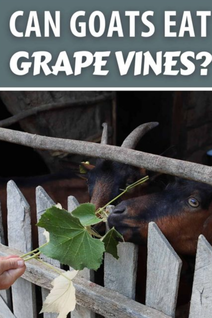 Can Goats Eat Grapes