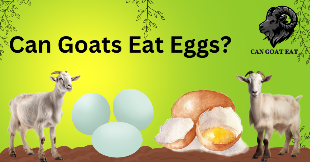 Can Goats Eat Eggs?