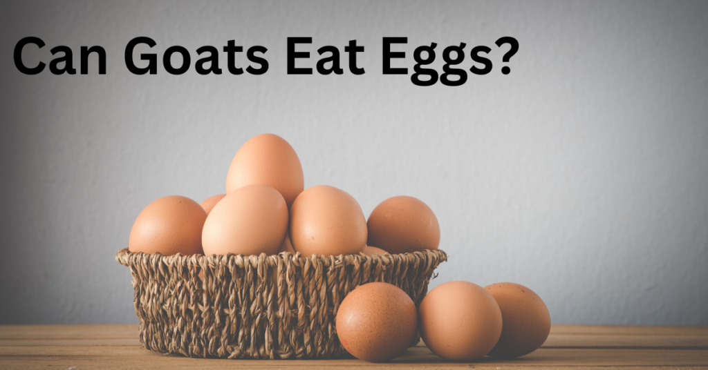 Can Goats Eat Eggs?