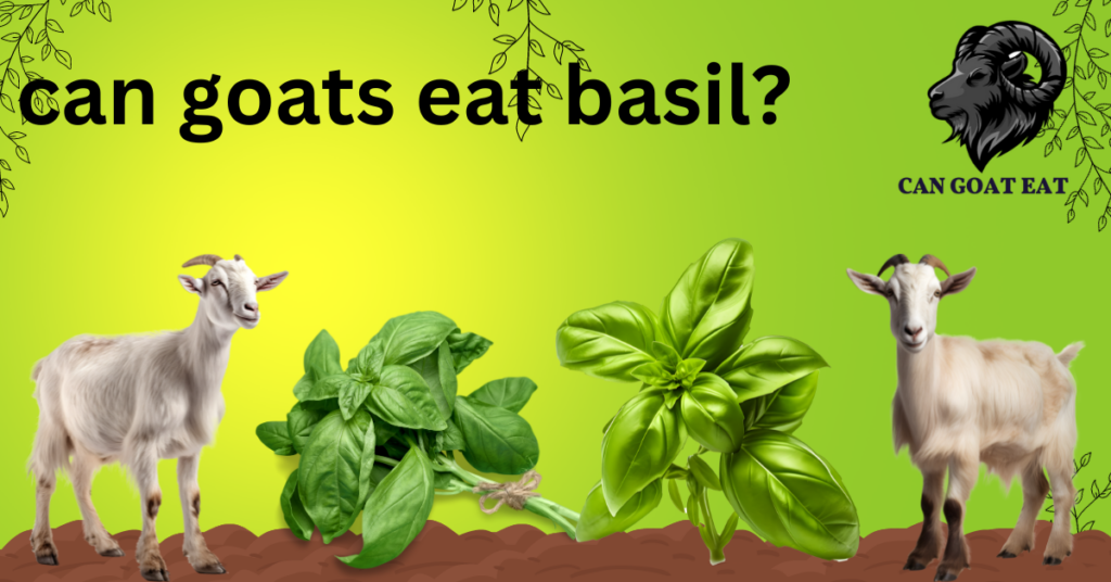 Can Goats Eat Basil?