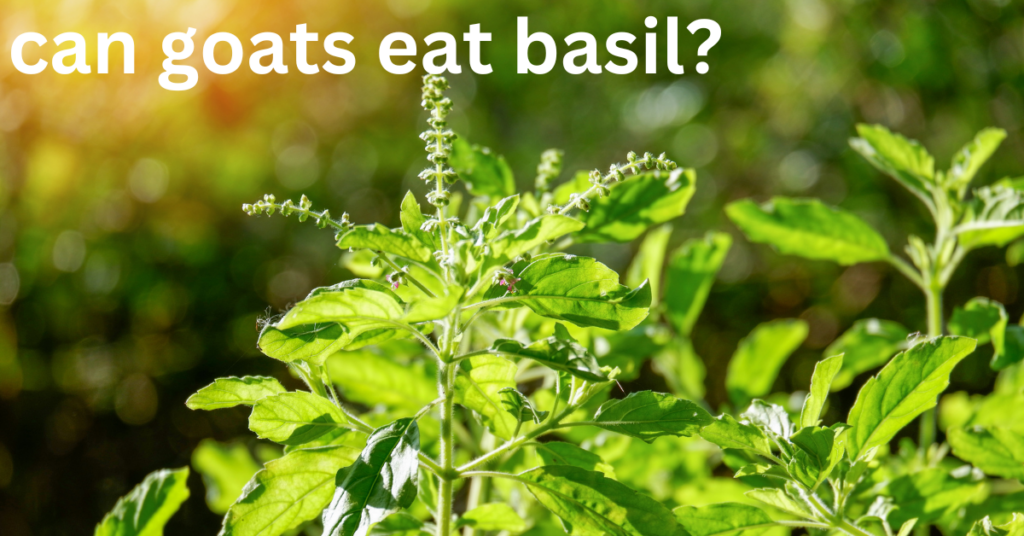 Can Goats Eat Basil?