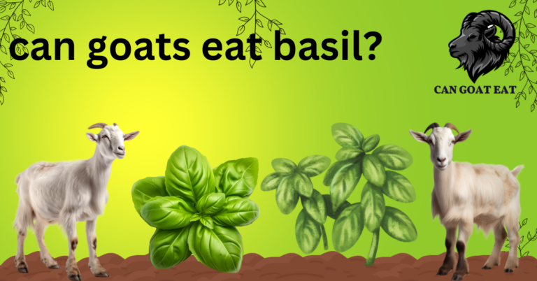 Can Goats Eat Basil?