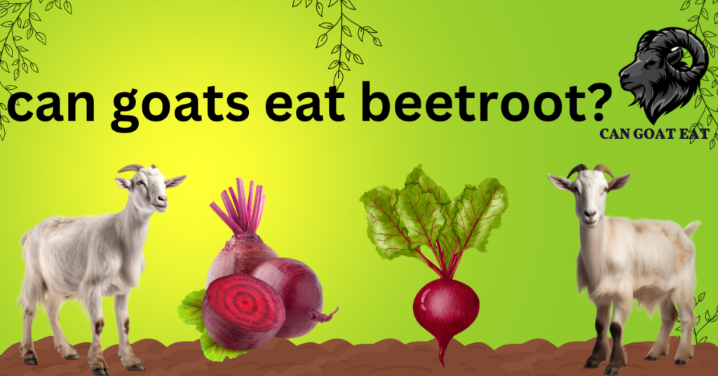 Can goats eat beets?