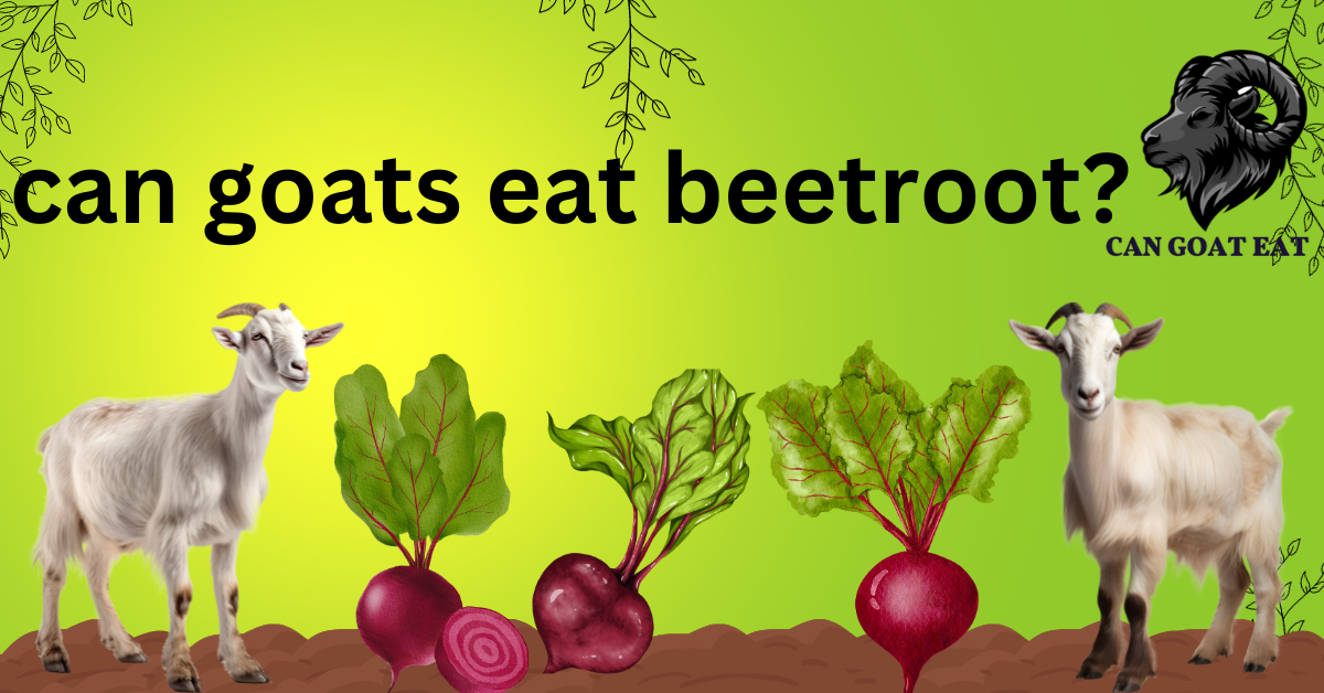 Can goats eat beets?