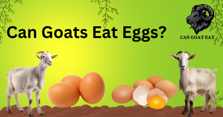 Can Goats Eat Eggs?