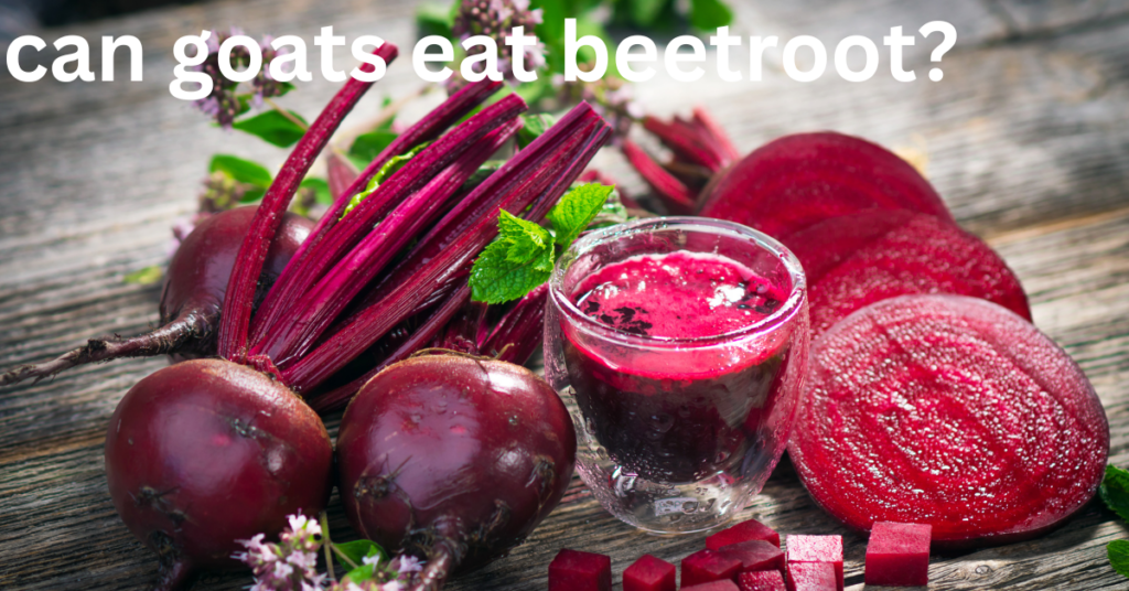 Can goats eat beets?