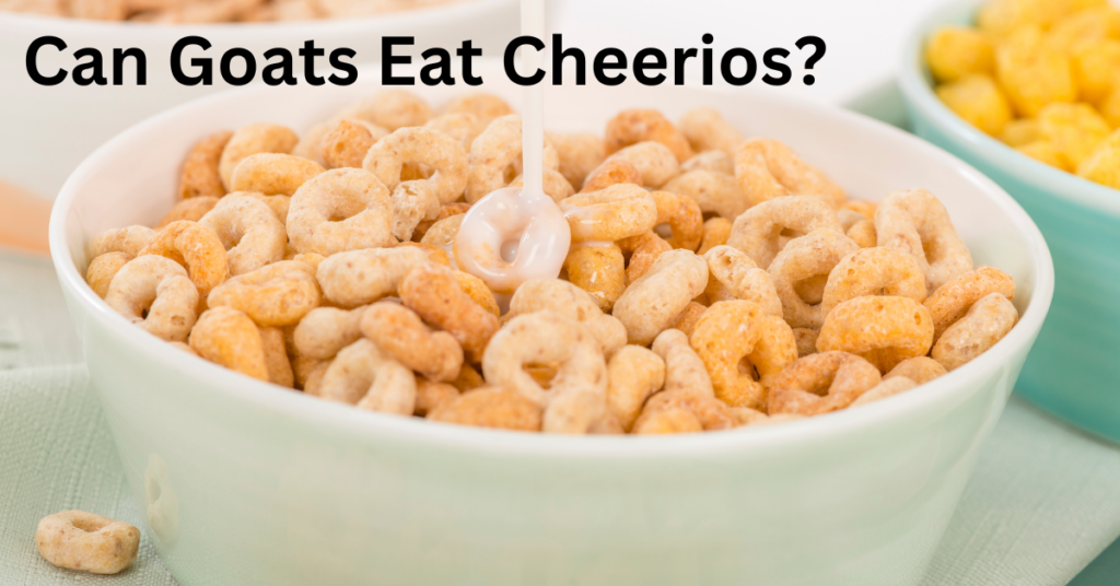 Can Goats Eat Cheerios