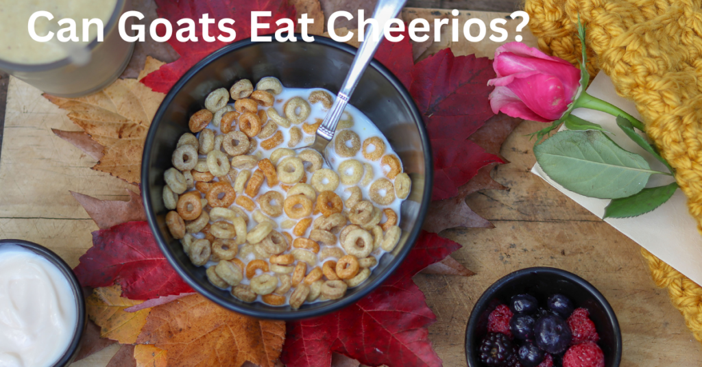 Can Goats Eat Cheerios