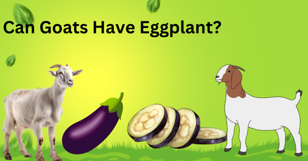 Can Goats Have Eggplant