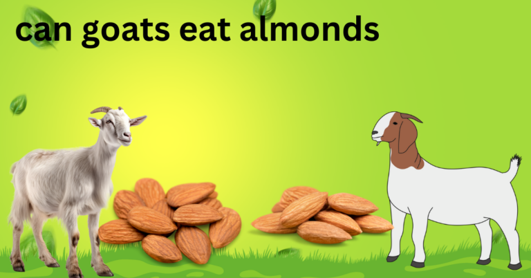 can goats eat almonds