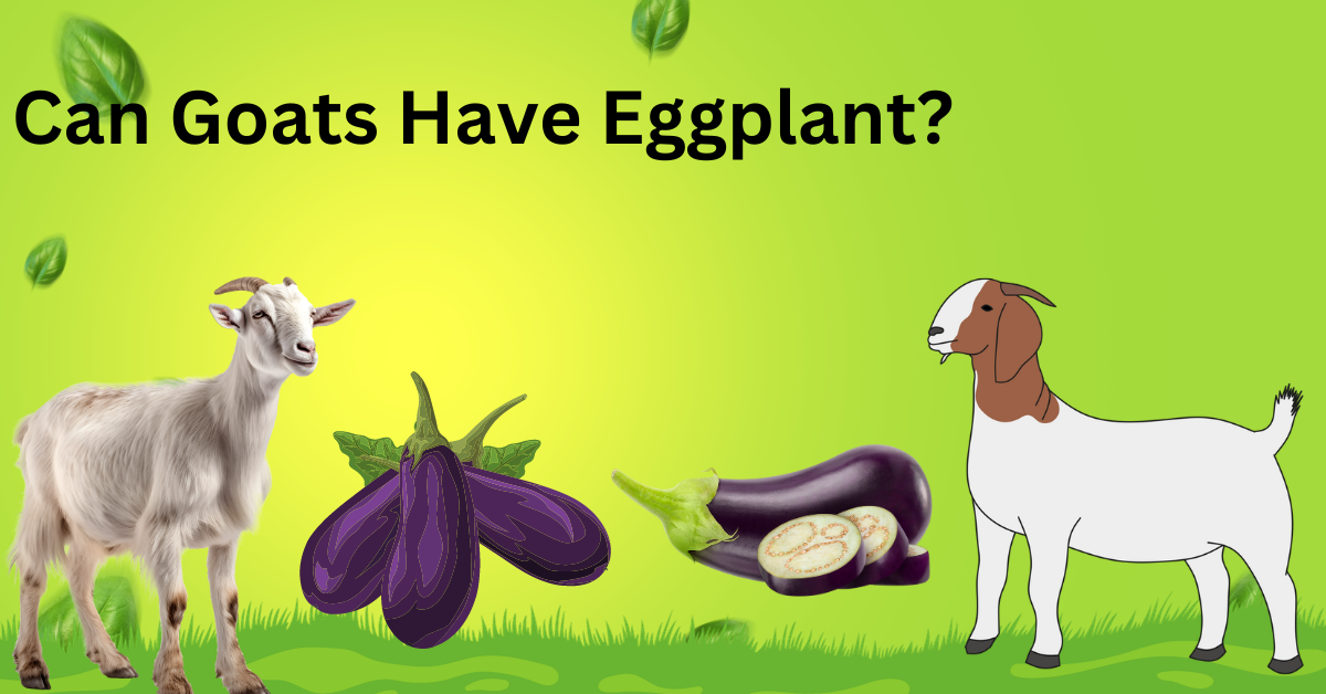 Can Goats Have Eggplant