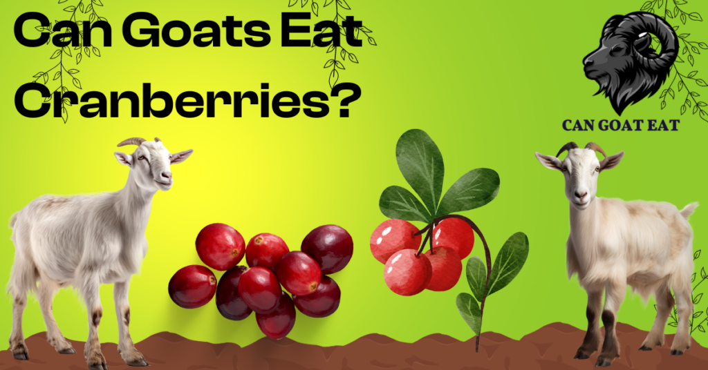 can goats eat cranberries