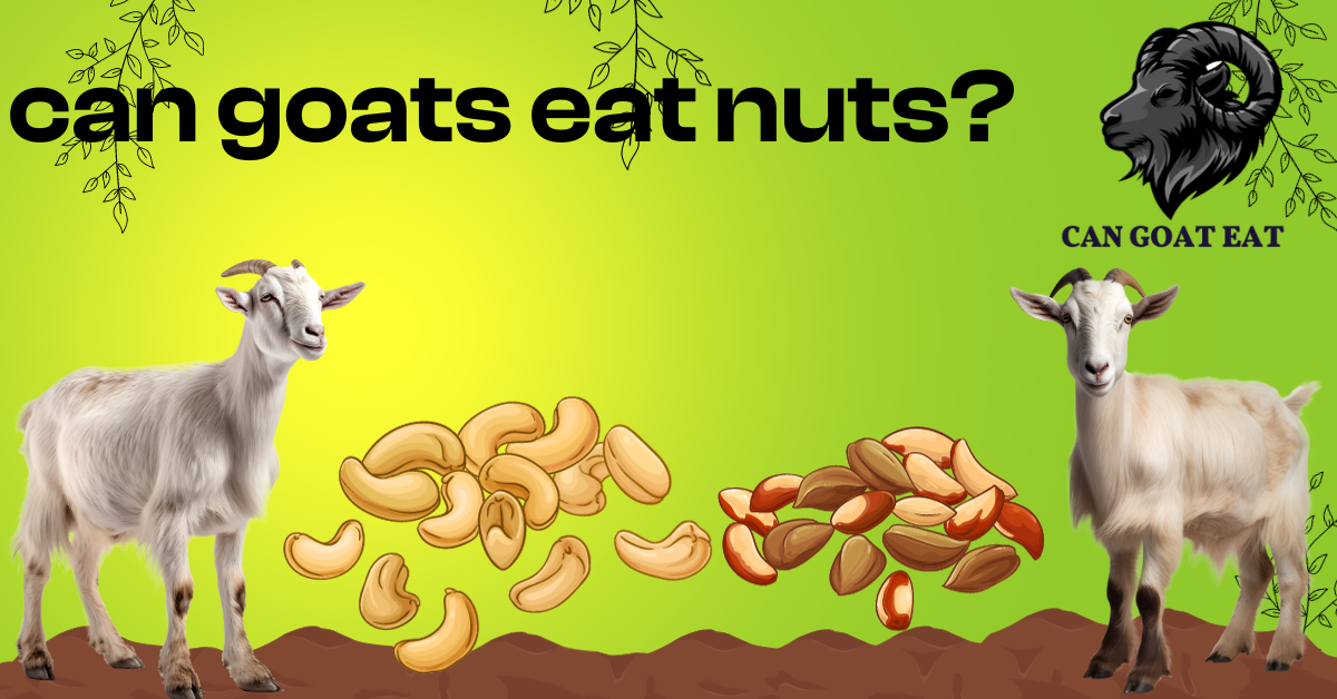 Can Goats Eat Nuts?