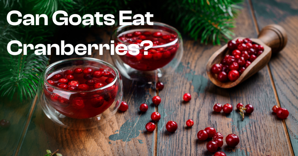 can goats eat cranberries