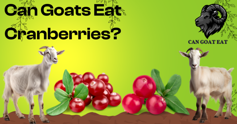 can goats eat cranberries