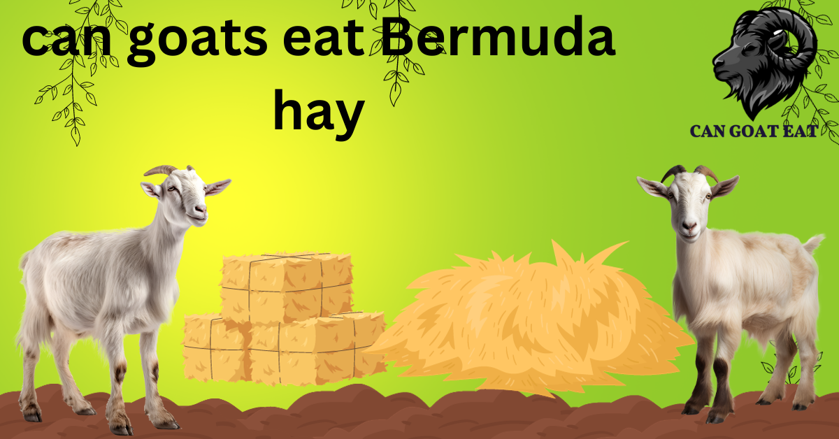 can goats eat Bermuda hay