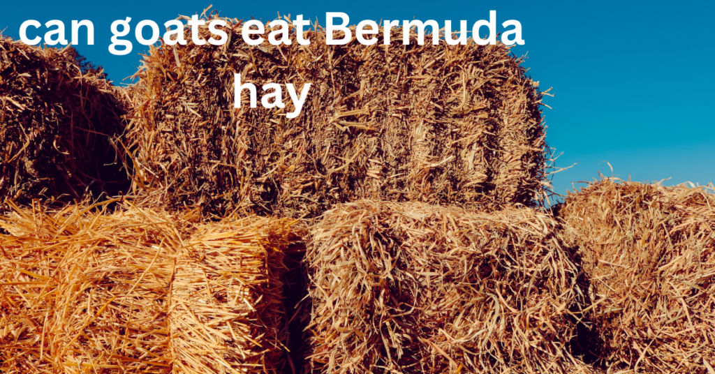 can goats eat Bermuda hay