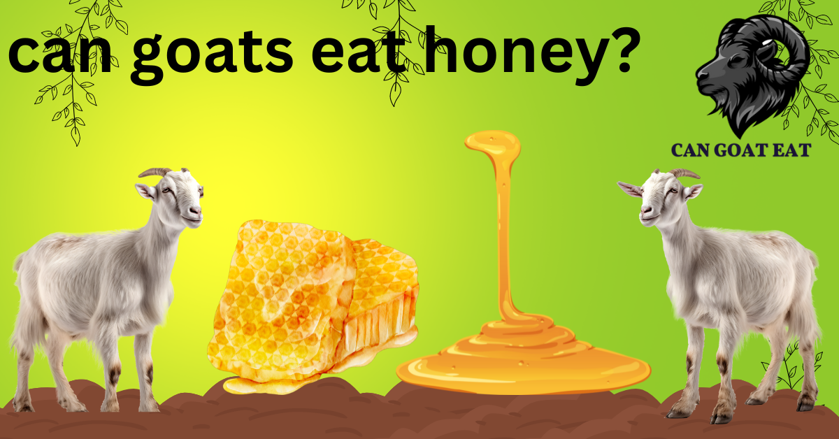 Can Goats Eat Honey?