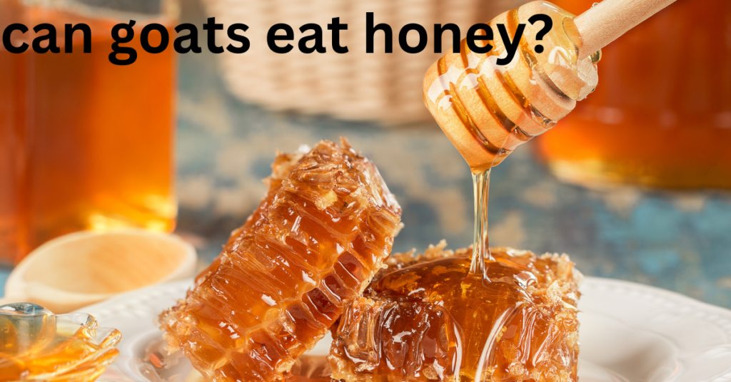 Can Goats Eat Honey?