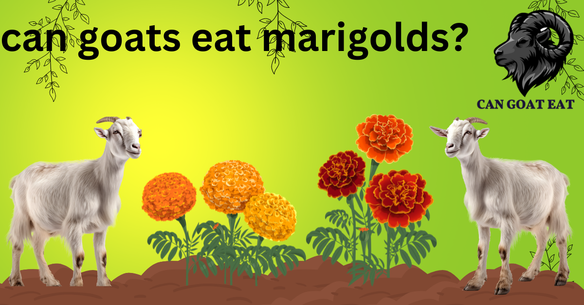 Can Goats Eat Marigolds?