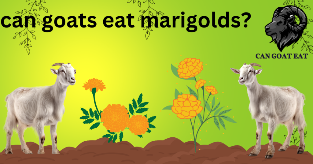 Can Goats Eat Marigolds?