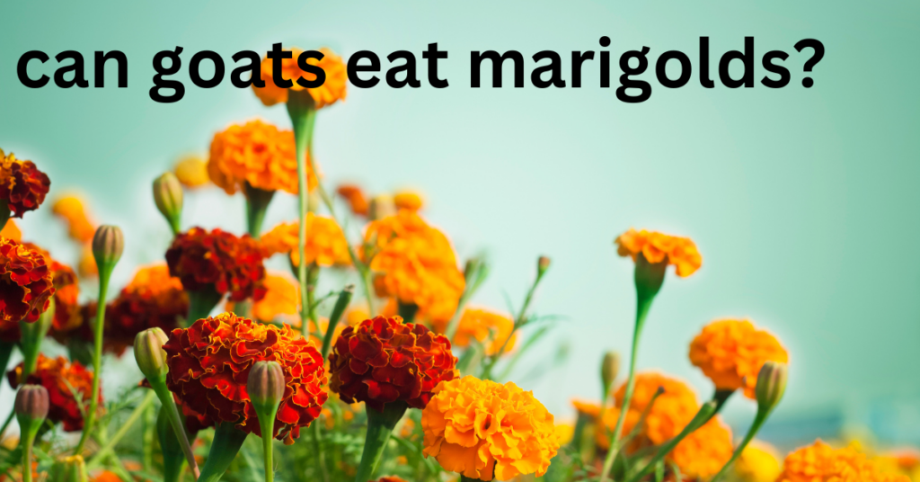 Can Goats Eat Marigolds?