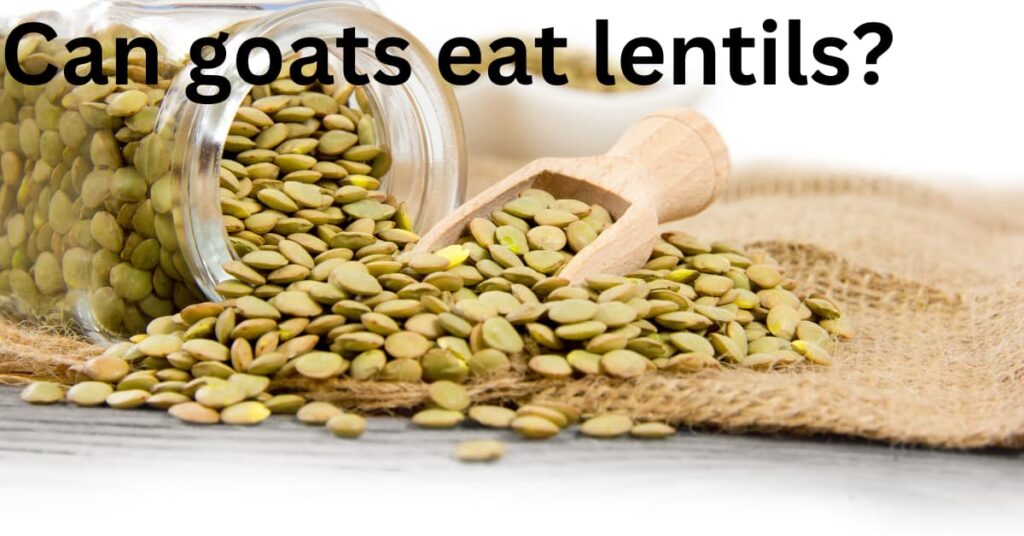 can goats eat lentils