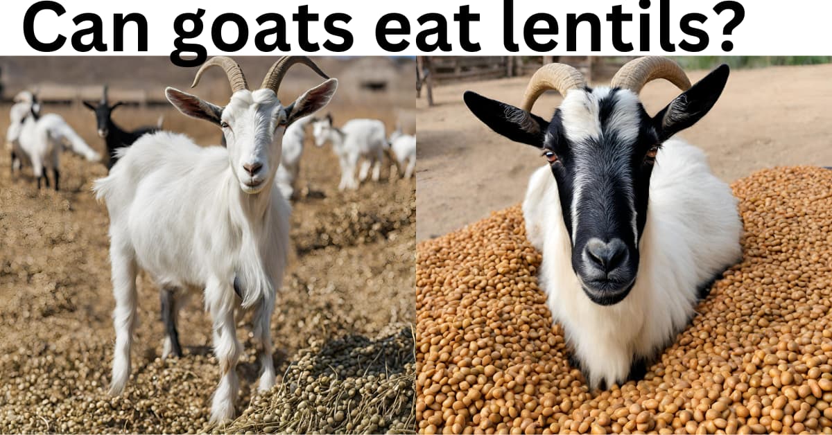 can goats eat lentils