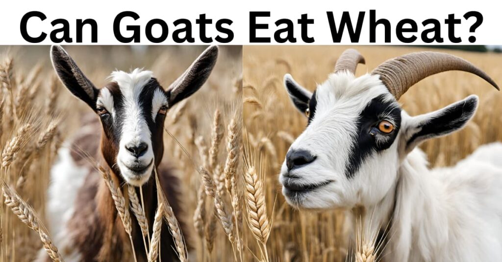 Can Goats Eat Wheat?