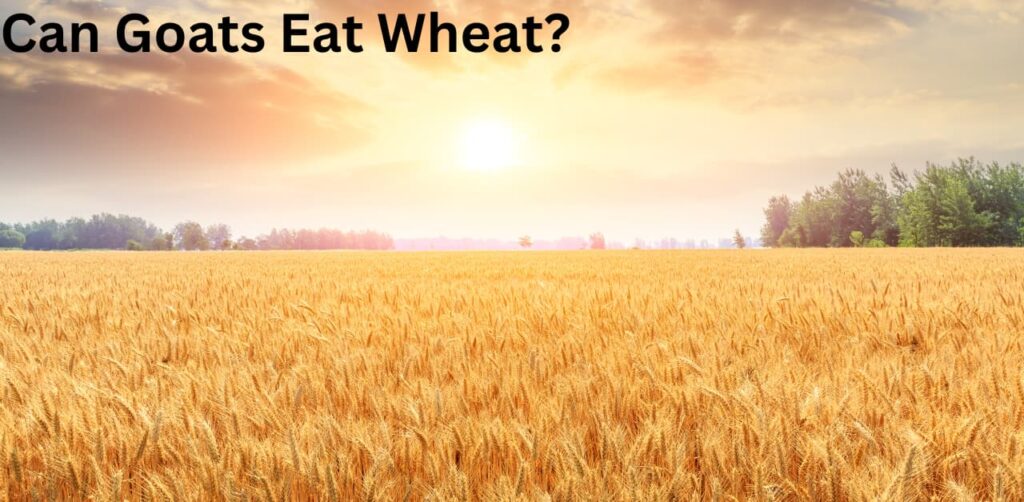 Can Goats Eat Wheat?