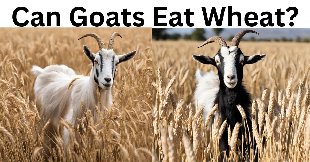 Can Goats Eat Wheat?