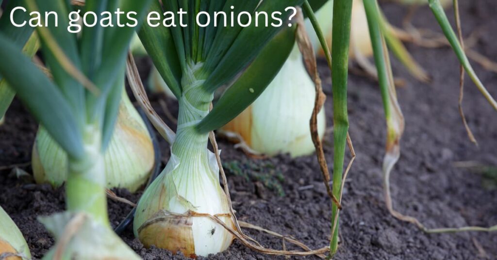 Can goats eat onions?