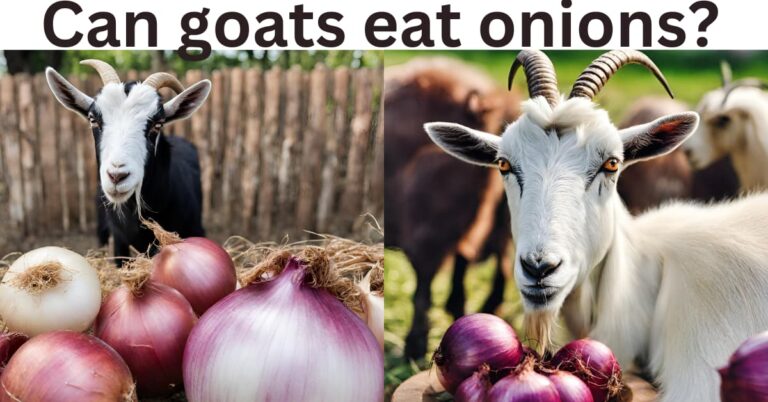 Can goats eat onions?